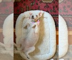 Small Photo #6 Bichon Frise-Unknown Mix Puppy For Sale in Escondido, CA, USA