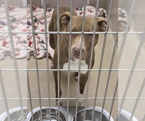 Mutt Dogs for adoption in Decatur, IL, USA