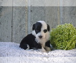 Small Photo #3 Sheepadoodle Puppy For Sale in FREDERICKSBG, OH, USA