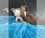 Puppy AKC Cowboy Boston Terrier