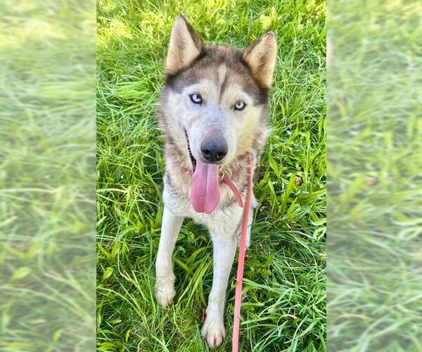 Medium Photo #1 Siberian Husky Puppy For Sale in Sacramento, CA, USA