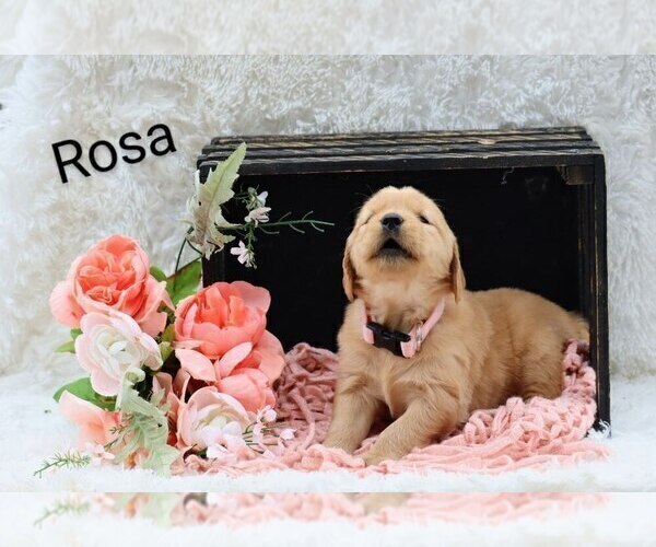 Medium Photo #4 Golden Retriever Puppy For Sale in LOYAL, WI, USA