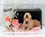 Small #3 Golden Retriever