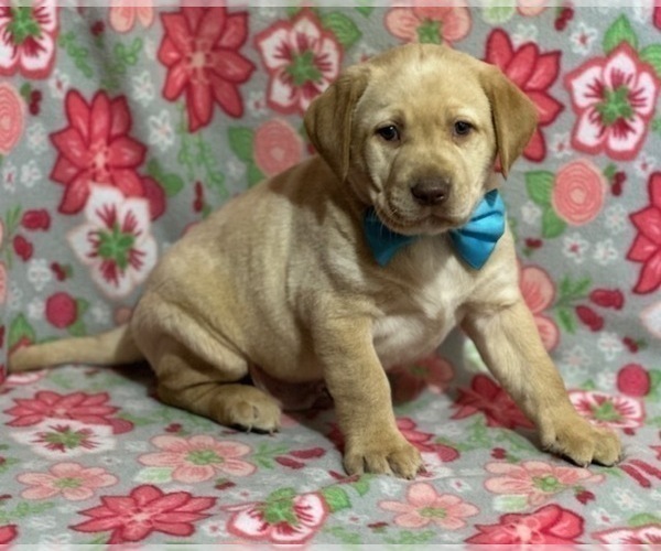 Medium Photo #5 Labrador Retriever Puppy For Sale in LANCASTER, PA, USA