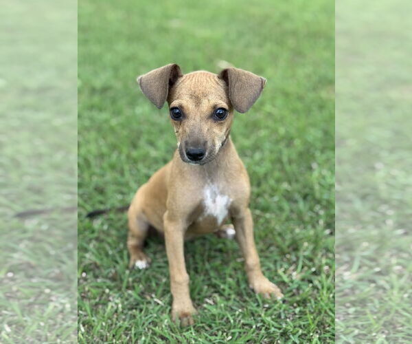 Medium Photo #3 Dachshund-Unknown Mix Puppy For Sale in PIPE CREEK, TX, USA