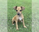 Small #2 Dachshund Mix