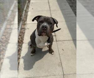 American Bulldog Dogs for adoption in Toronto, Ontario, Canada