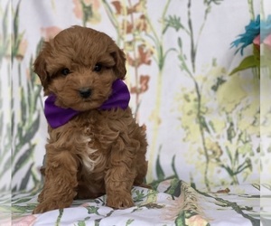 Cavapoo Puppy for sale in LANCASTER, PA, USA