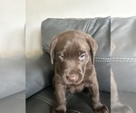 Puppy Puppy 3 Labrador Retriever