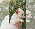Small Photo #1 French Bulldog Puppy For Sale in ROCKWALL, TX, USA