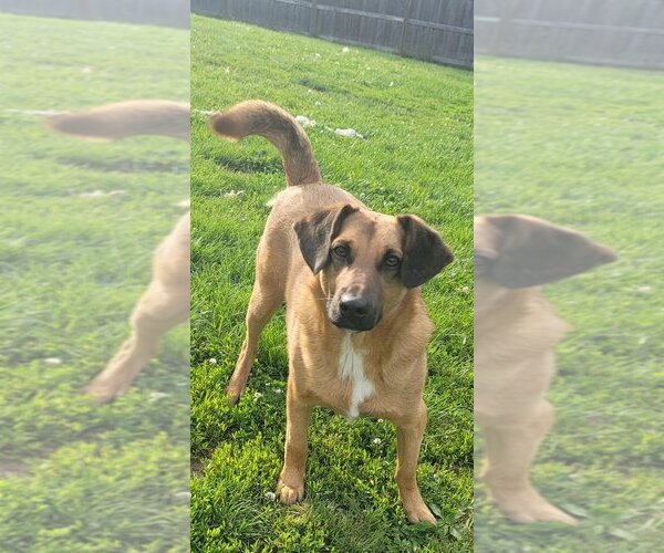 Medium Photo #5 Mutt Puppy For Sale in Aurora, IN, USA
