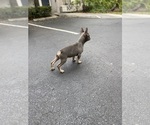 Small Photo #2 French Bulldog Puppy For Sale in DEERFIELD BEACH, FL, USA