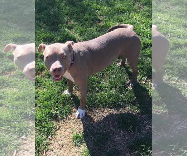 Medium Photo #4 American Pit Bull Terrier-Unknown Mix Puppy For Sale in Shillington, PA, USA