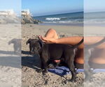 Small #1 American Staffordshire Terrier Mix