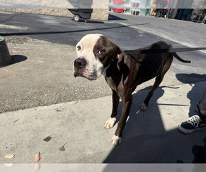 Mutt Dogs for adoption in San Bernardino, CA, USA