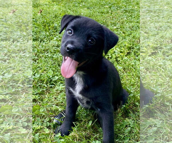 Medium Photo #5 Labrador Retriever-Unknown Mix Puppy For Sale in Hillsboro, MO, USA