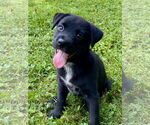 Small Photo #5 Labrador Retriever-Unknown Mix Puppy For Sale in Hillsboro, MO, USA