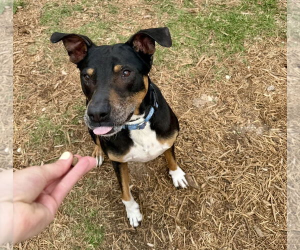 Medium Photo #2 Boxador Puppy For Sale in Houston, TX, USA