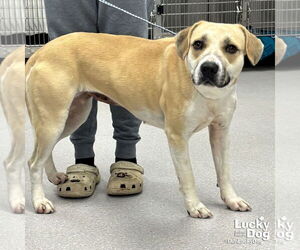 Retriever -Unknown Mix Dogs for adoption in Washington, DC, USA