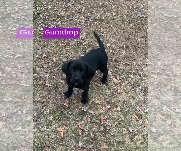 Medium Photo #3 Labrador Retriever-Unknown Mix Puppy For Sale in Alexander, AR, USA