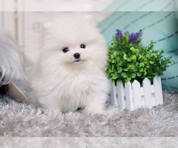 Medium Photo #5 Pomeranian Puppy For Sale in FULLERTON, CA, USA