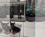 Small Photo #1 Chihuahua Puppy For Sale in CAPE CORAL, FL, USA