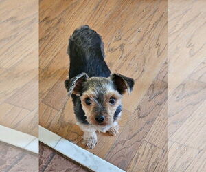 Mutt Dogs for adoption in Arlington, VA, USA