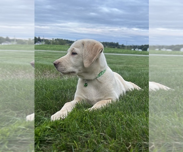 Medium Photo #6 Labrador Retriever Puppy For Sale in FREDERICKSBG, OH, USA