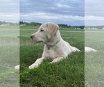 Oakley - Female Labrador Retriever Puppy for Sale - Photo #6