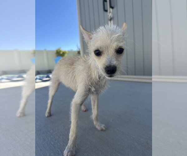 Medium Photo #6 Chihuahua-Unknown Mix Puppy For Sale in Sandy, UT, USA