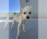 Small #5 Chihuahua Mix
