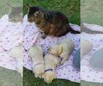 Image preview for Ad Listing. Nickname: Litter of 4