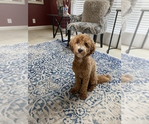 Poodle (Miniature) Puppy for sale in LOUISVILLE, KY, USA