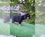 Small #10 French Bulldog
