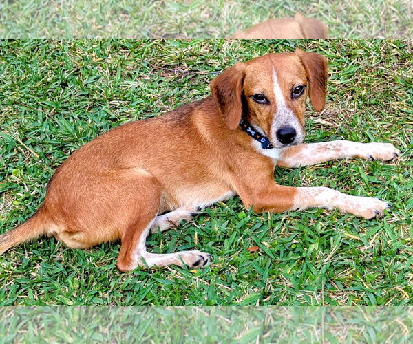 Medium Photo #3 Beagle-Unknown Mix Puppy For Sale in Dunnellon, FL, USA