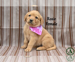 Small #1 Golden Labrador