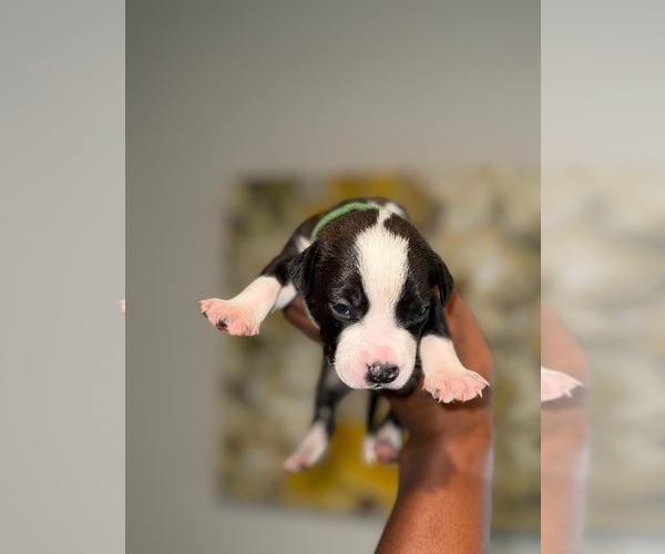 Medium Photo #5 American Bully Puppy For Sale in VON ORMY, TX, USA