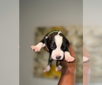 Small #1 American Bully