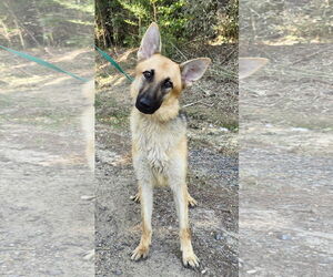 German Shepherd Dog Dogs for adoption in Wetumpka, AL, USA