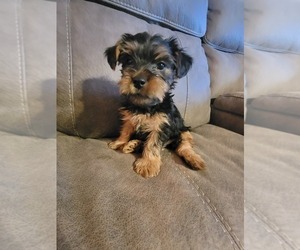 Medium Yorkshire Terrier