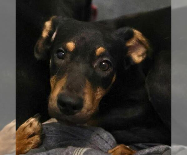 Medium Photo #1 Rottweiler-Unknown Mix Puppy For Sale in San Antonio, TX, USA