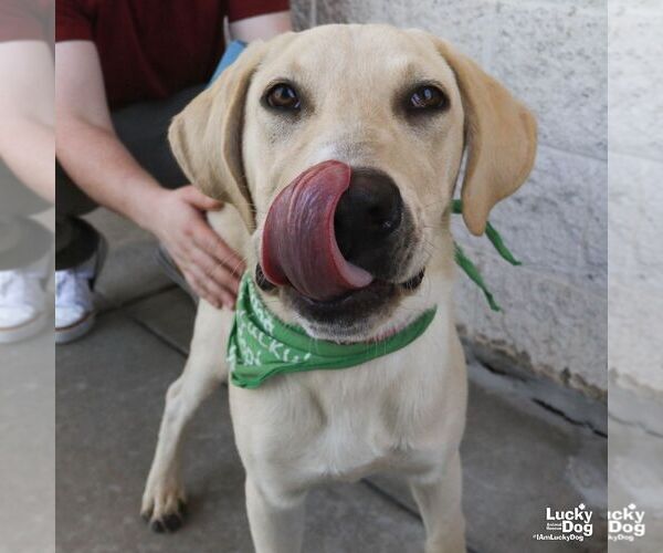 Medium Photo #6 Labrador Retriever-Retriever  Mix Puppy For Sale in Washington, DC, USA