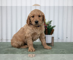 Puppy 1 Goldendoodle