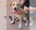 Small #3 Beagle Mix