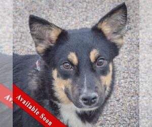 Feist Terrier-German Shepherd Dog Mix Dogs for adoption in Huntley, IL, USA