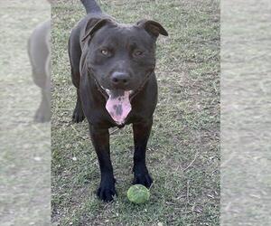 Mutt Dogs for adoption in Riverside, CA, USA