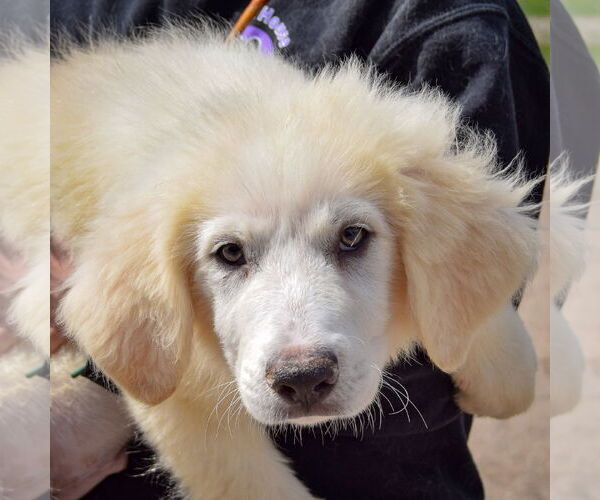 Medium Photo #5 Great Pyrenees Puppy For Sale in Huntley, IL, USA