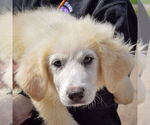 Small #4 Great Pyrenees