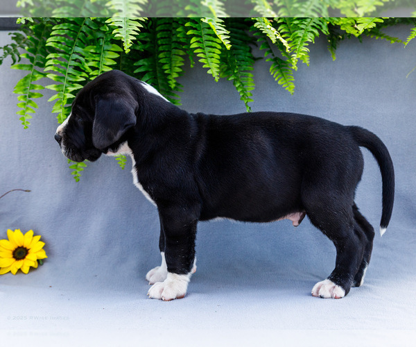 Medium Photo #5 Great Dane Puppy For Sale in WAKARUSA, IN, USA