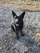 Small Photo #1 German Shepherd Dog Puppy For Sale in DAMASCUS, OR, USA